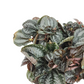 Pilea Involucrata