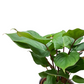 Homalomena 50cm