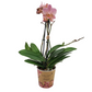Orchidea Colibri Diamond 45cm