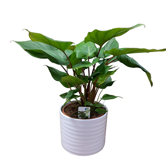 Homalomena 50cm