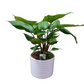 Homalomena 50cm