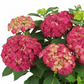 Veľká hortenzia – Royal Burgundy 45 cm