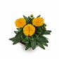 Coreopsis v košíku