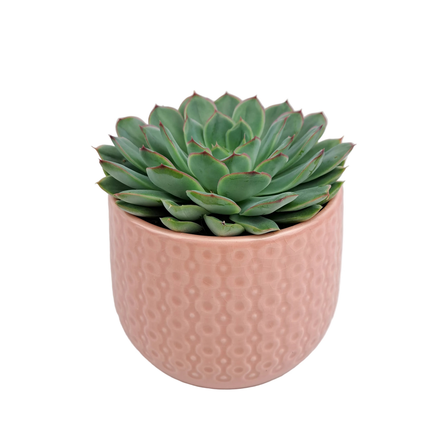 Echeveria v keramickom kvetináči