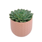 Echeveria v keramickom kvetináči