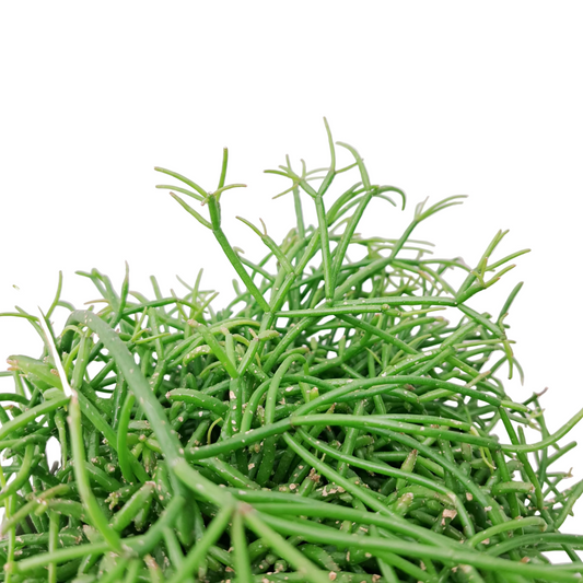 Donáška kvetov - Rhipsalis baccifera 'Shaferi' - slovenske-kvety.sk