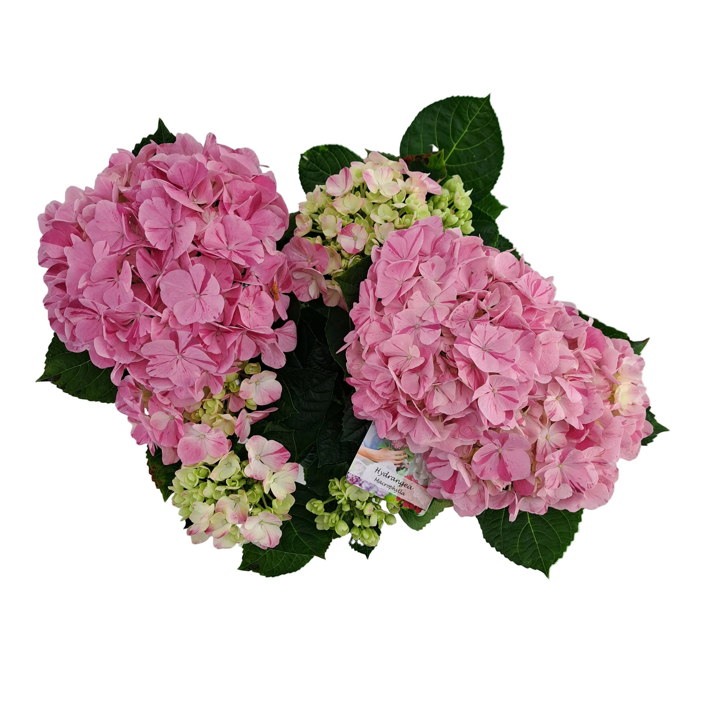 Donáška kvetov - Hortenzia ružová 40cm - slovenske-kvety.sk