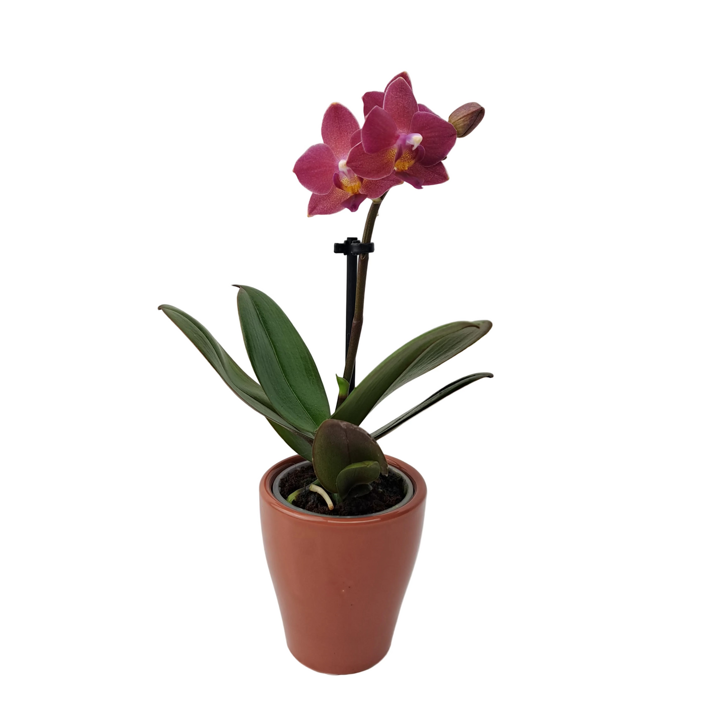 Orchidea mini 25cm Amber Glow