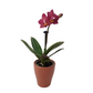 Orchidea mini 25cm Amber Glow