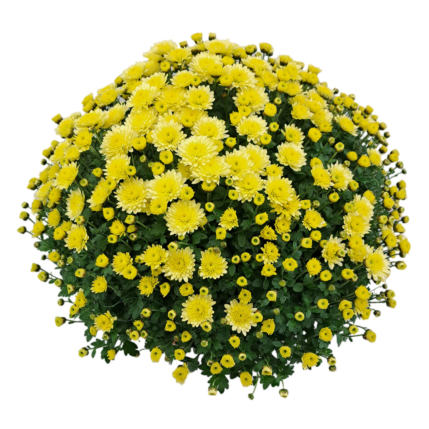 Slovenská chryzantéma 50cm - maslová