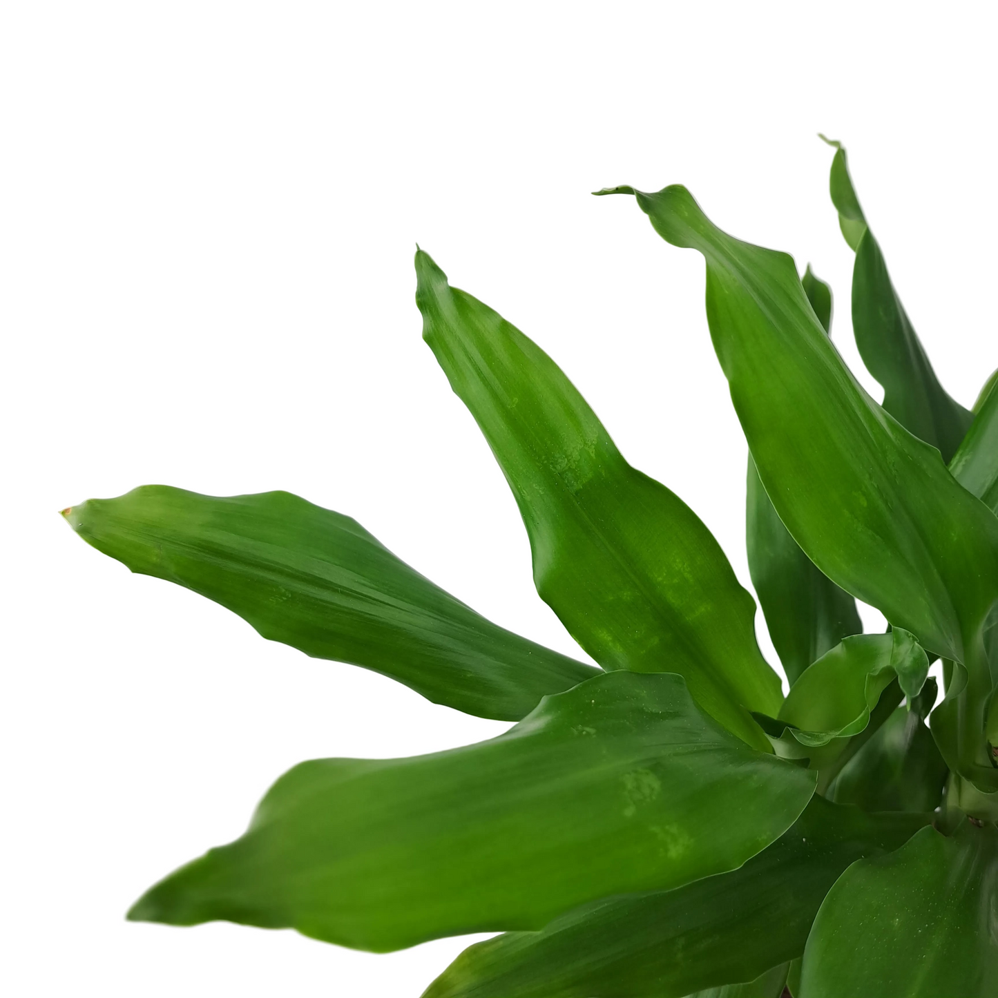 Donáška kvetov - Dracéna deremensis 'Green' 45 cm - slovenske-kvety.sk