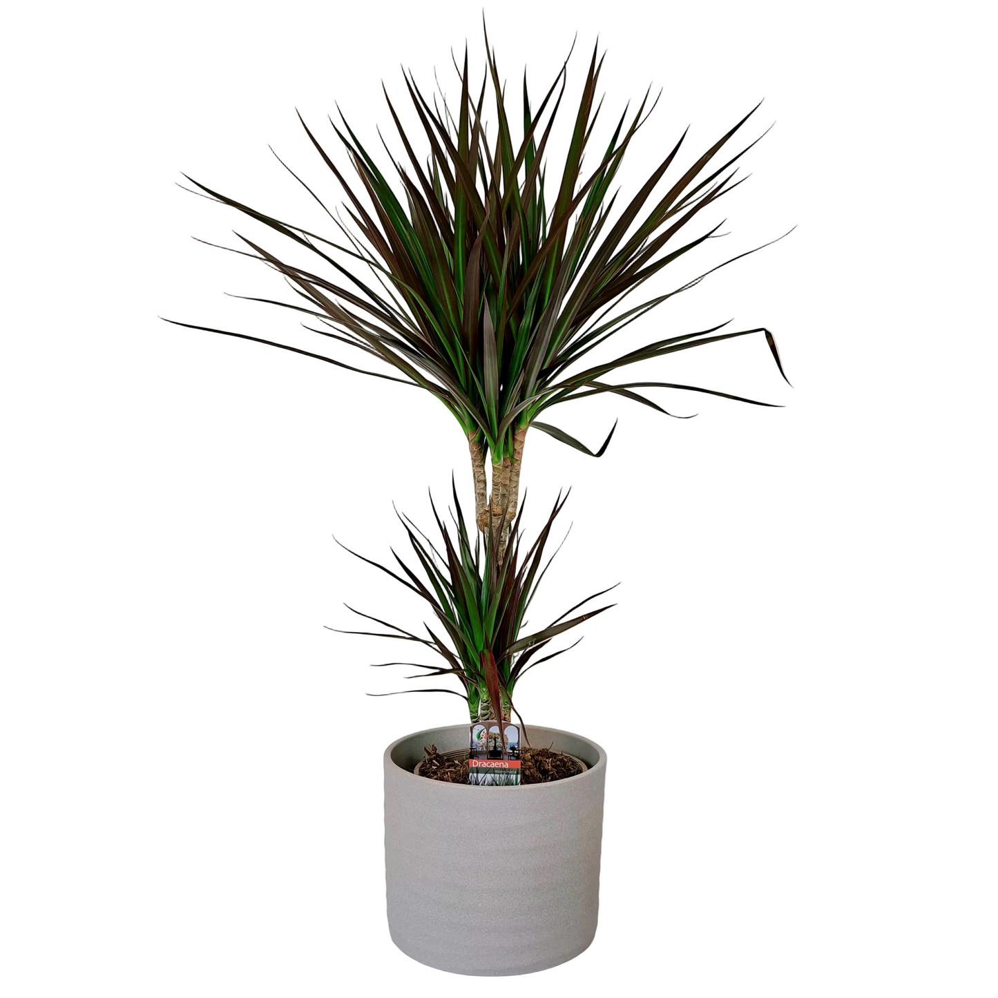 Dracaena marginata 'Magenta' 80cm