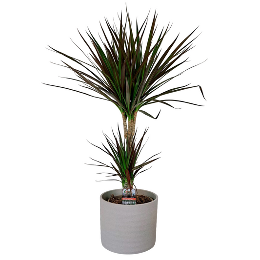Dracaena marginata 'Magenta' 80cm