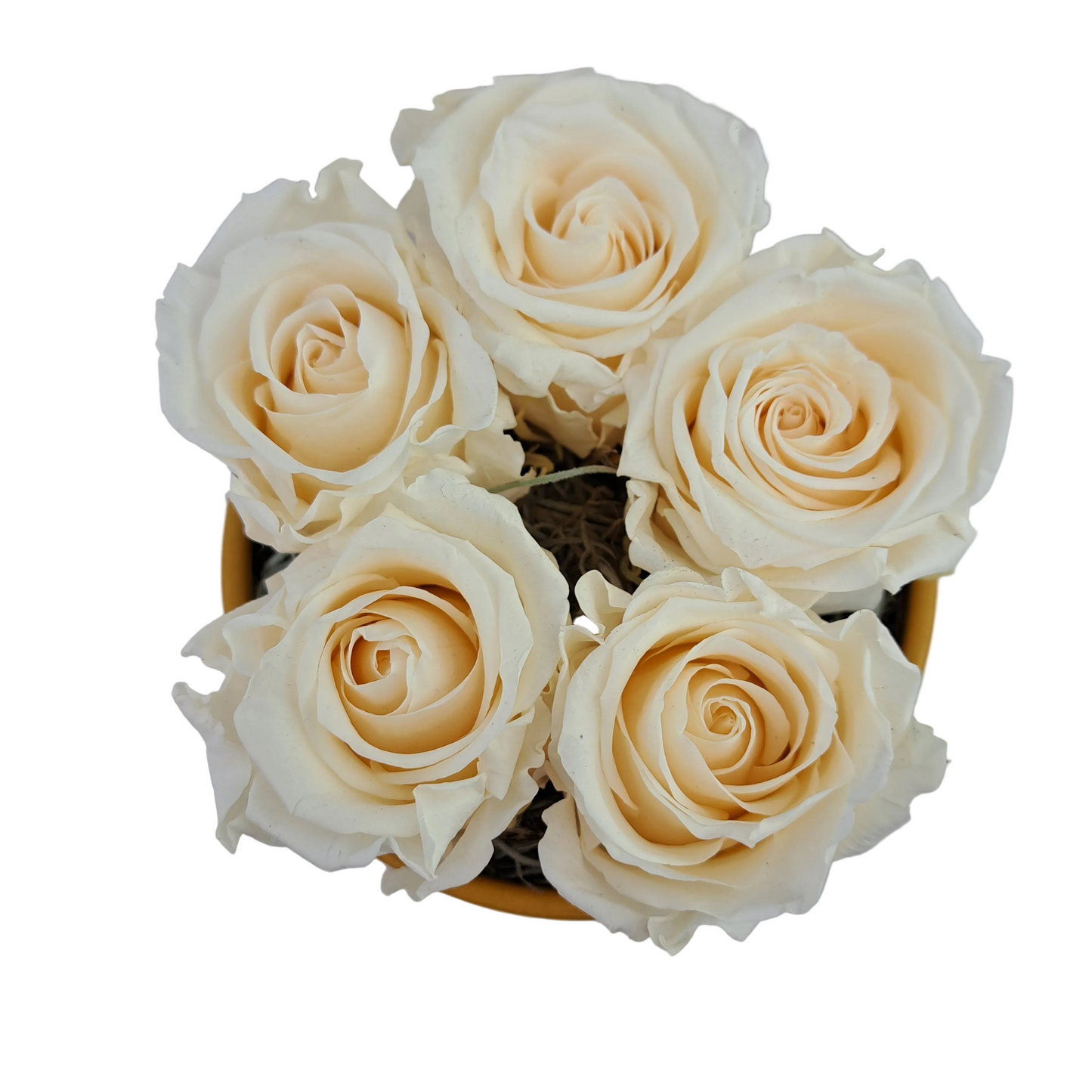 Flowerbox 5 stabilizovaných ruží - ETERNAL Flowers - Maslová