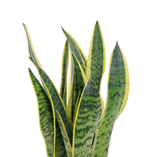 Donáška kvetov - Svokrin jazyk (White Laurentii) 50cm - slovenske-kvety.sk