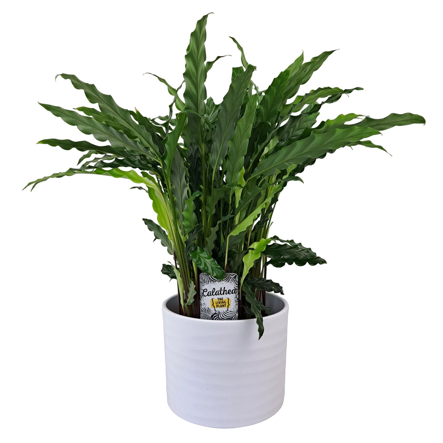 Calathea 60cm