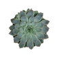 Donáška kvetov - Echeveria v keramickom kvetináči - slovenske-kvety.sk