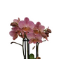 Orchidea Colibri Diamond 45cm
