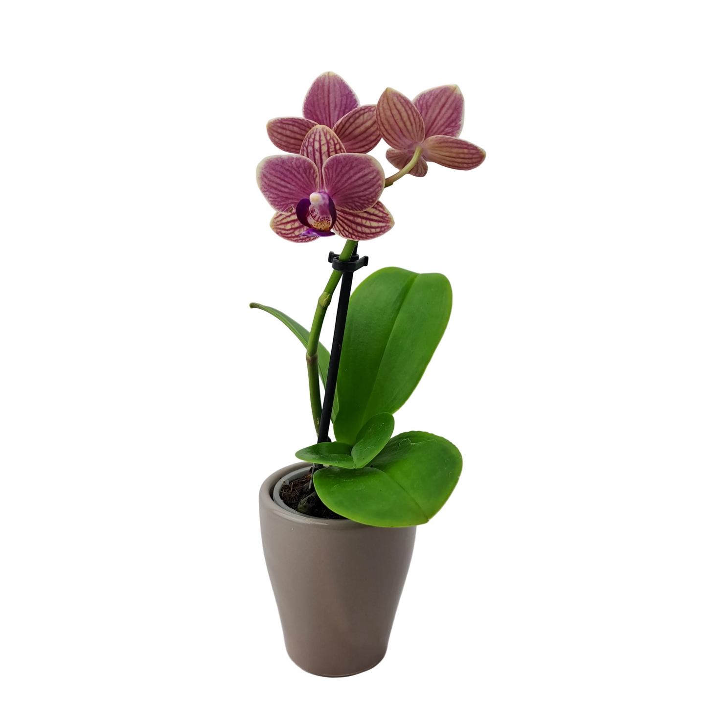Orchidea mini 25cm Terra Splash