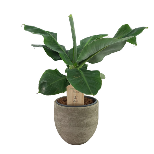 Donáška kvetov - Banánovník 50 cm - slovenske-kvety.sk