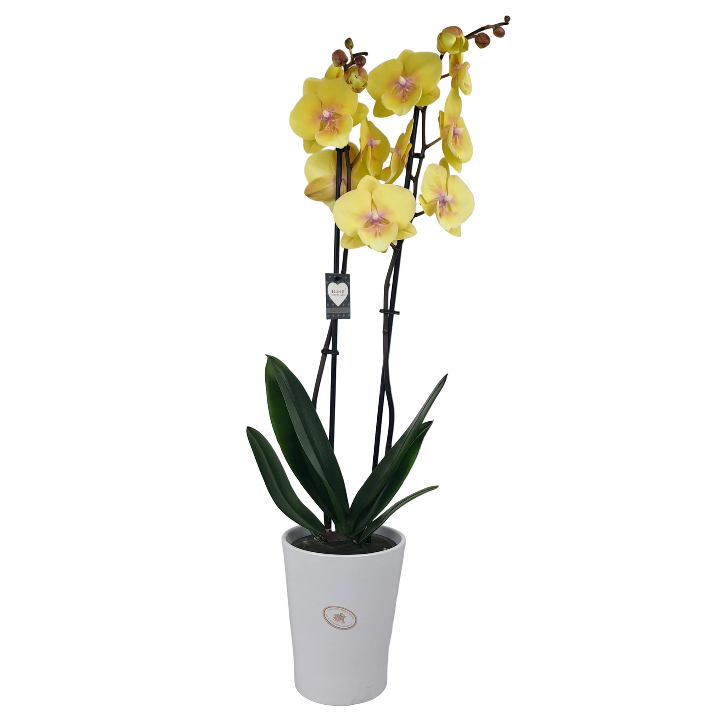 Orchidea žlá 65cm v keramike
