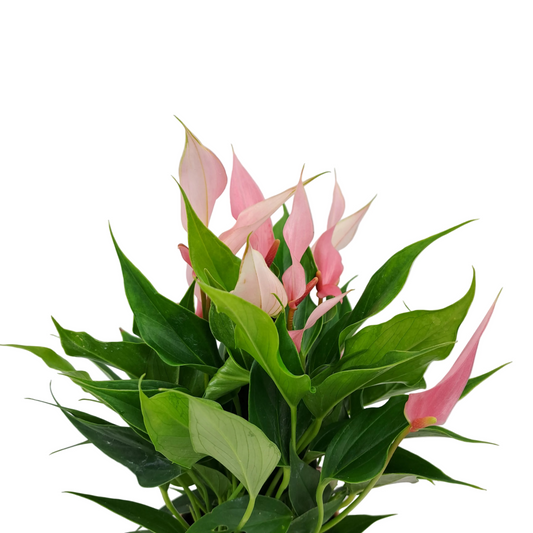 Donáška kvetov - Antúria perfection ružová 25cm v keramickom kvetináči "Rose Gold" - slovenske-kvety.sk