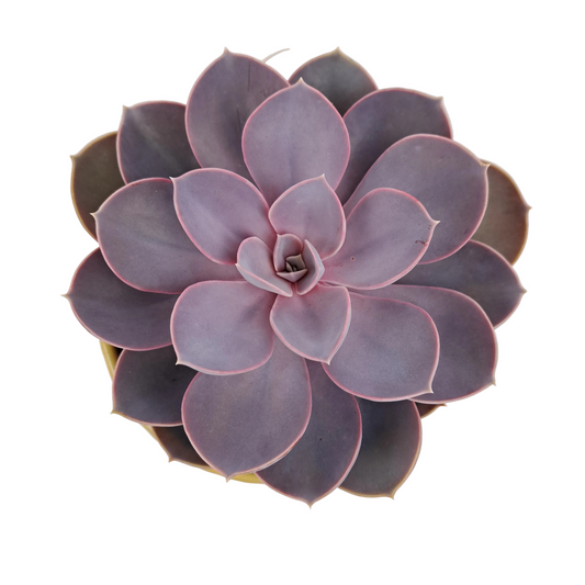 Donáška kvetov - Echeveria v keramickom kvetináči - slovenske-kvety.sk