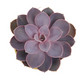Donáška kvetov - Echeveria v keramickom kvetináči - slovenske-kvety.sk