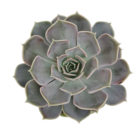 Donáška kvetov - Echeveria v keramickom kvetináči - slovenske-kvety.sk
