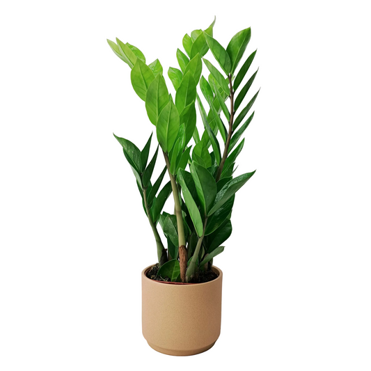 Donáška kvetov - Zamioculcas 50cm - slovenske-kvety.sk