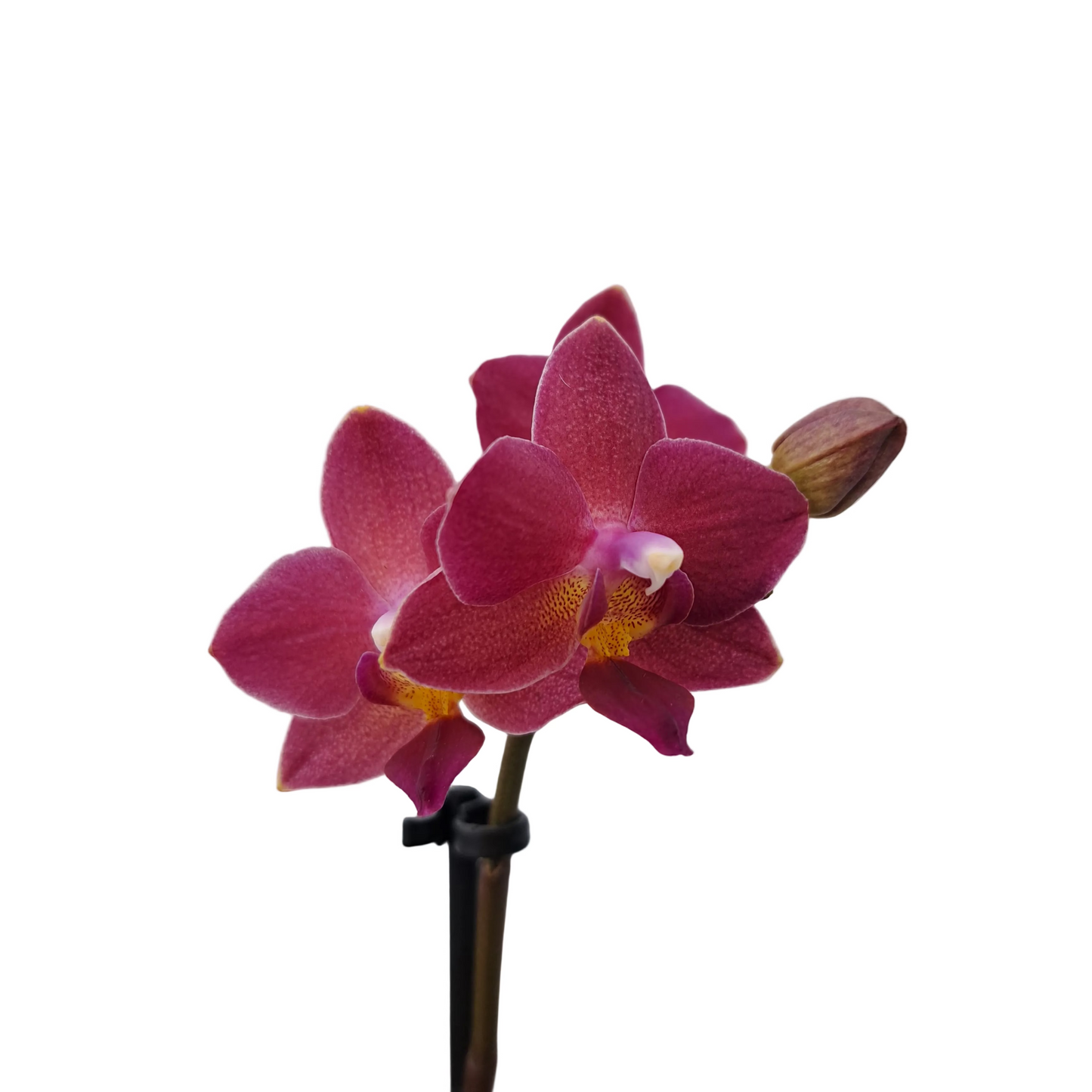 Orchidea mini 25cm Amber Glow