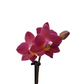 Orchidea mini 25cm Amber Glow