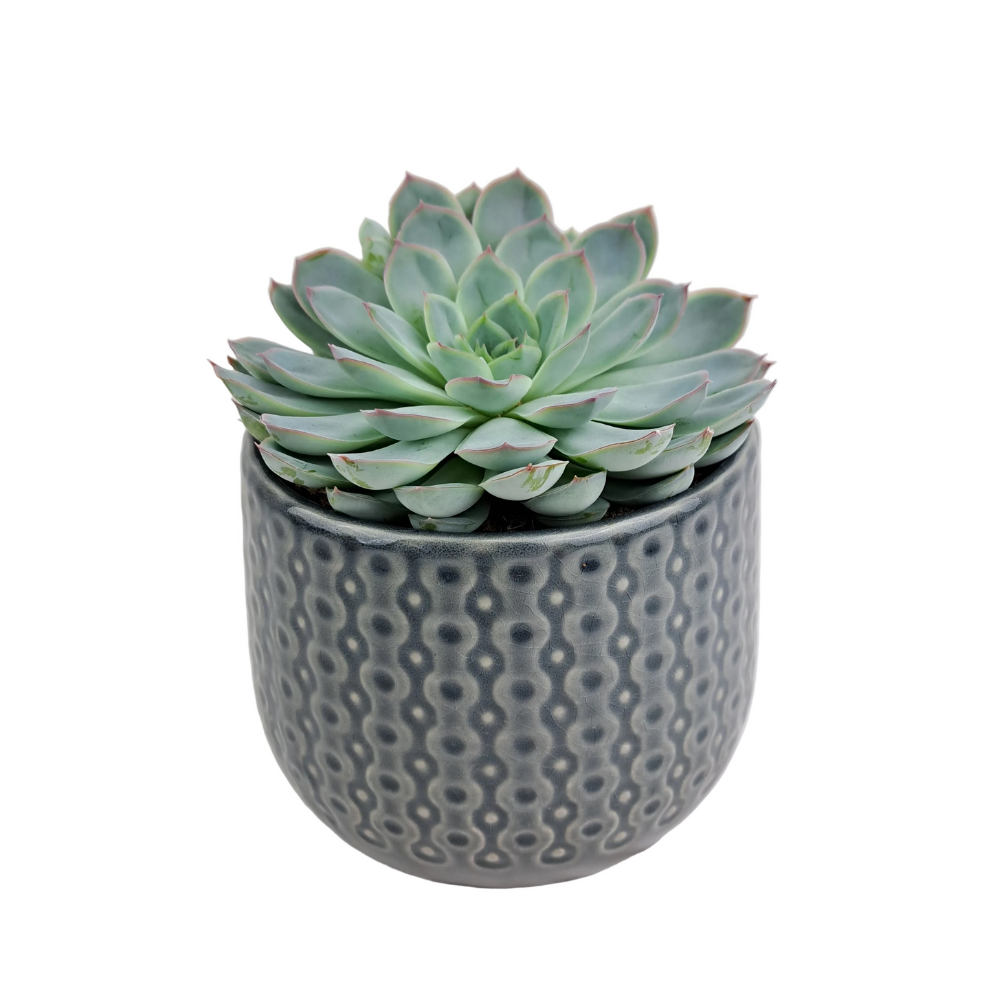 Echeveria v keramickom kvetináči