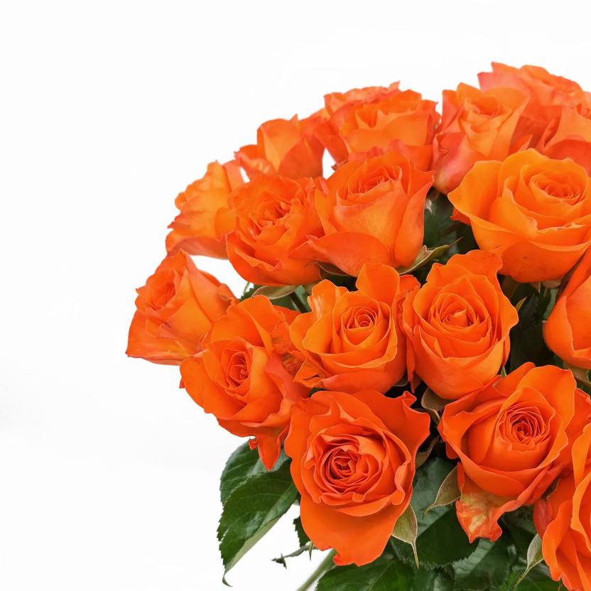 Donáška kvetov - Novinka 25 oranžových ruží Miss Lisa 55cm - slovenske-kvety.sk