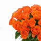 Donáška kvetov - Novinka 25 oranžových ruží Miss Lisa 55cm - slovenske-kvety.sk