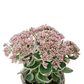 Sedum Telephium 'La Vie en Rose'