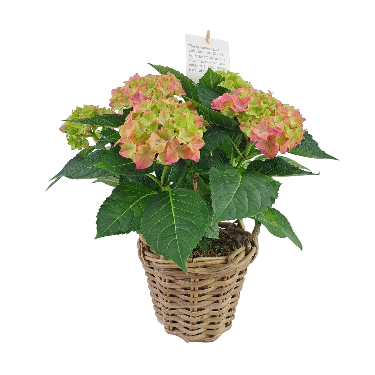 Donáška kvetov - Hortenzia ružová  40cm - slovenske-kvety.sk