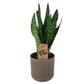 Svokrin jazyk (Sansevieria Zeylanica) 50cm