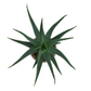 Aloe arborescens