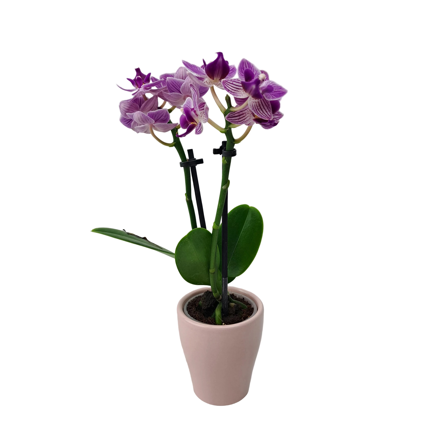 Orchidea mini 25cm Purple Splash