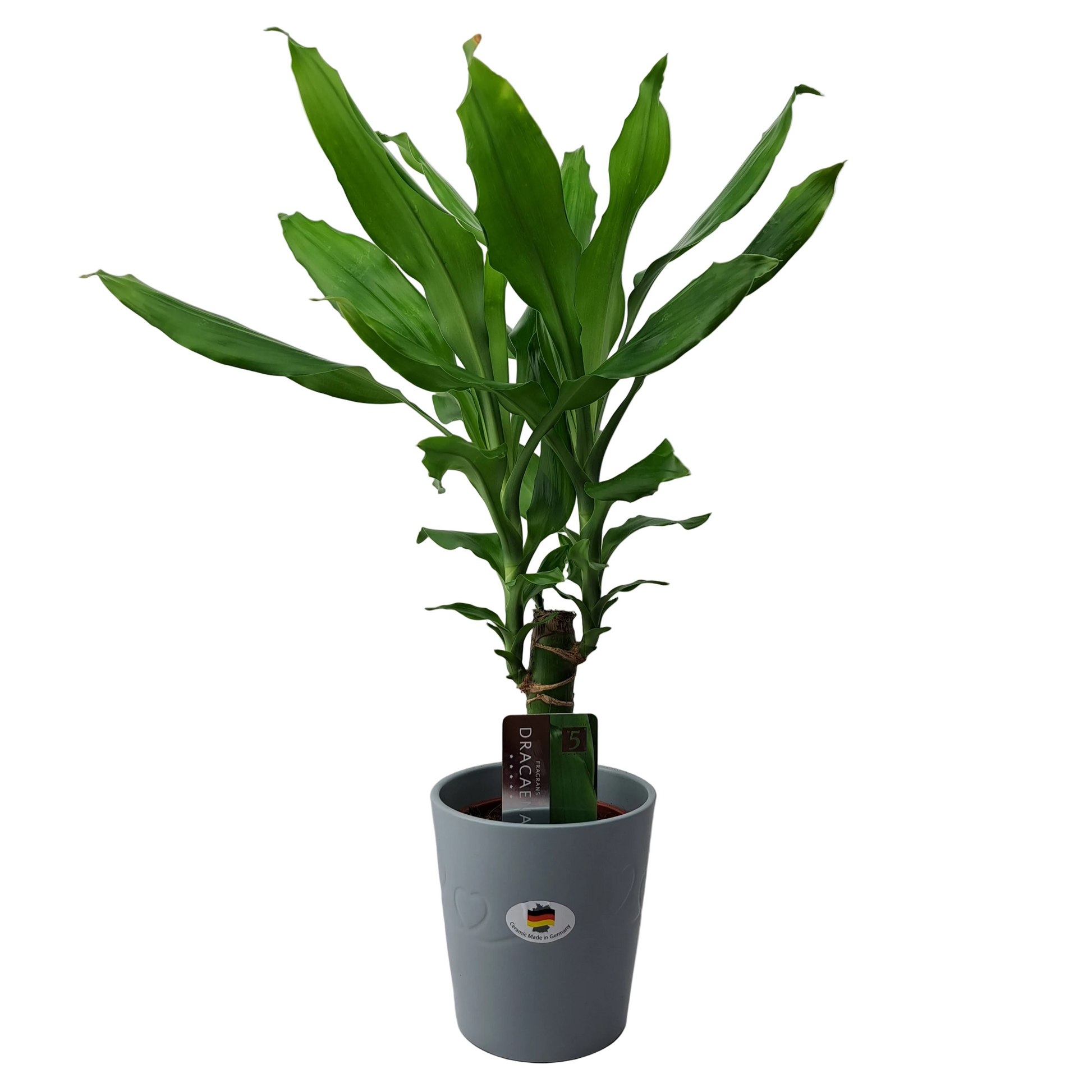 Donáška kvetov - Dracéna deremensis 'Green' 45 cm - slovenske-kvety.sk