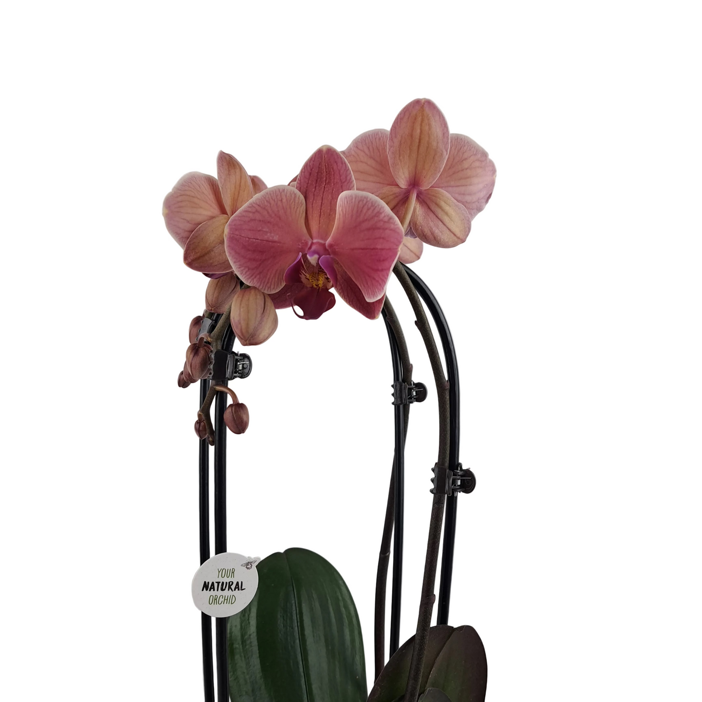 Orchidea Cascade lososová 55cm