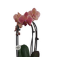 Orchidea Cascade lososová 55cm
