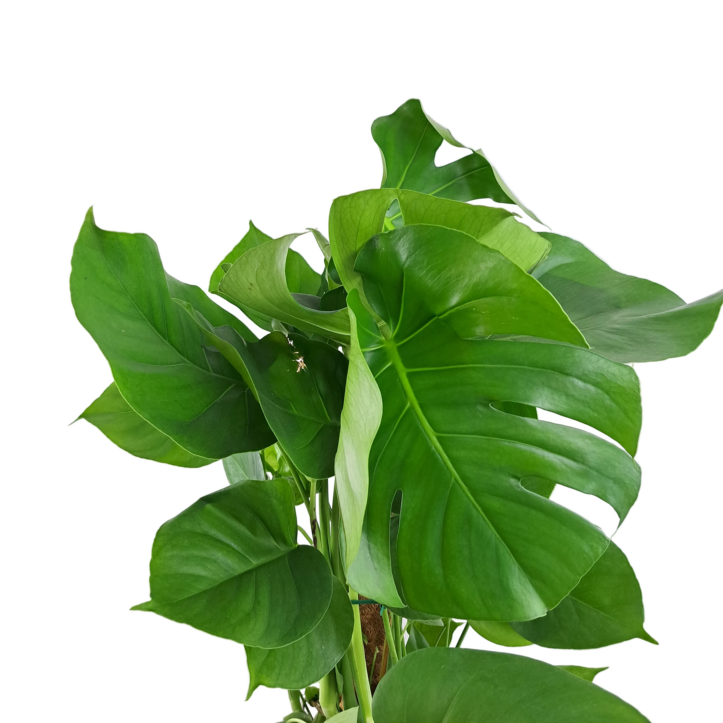 Monstera Deliciosa 95 cm
