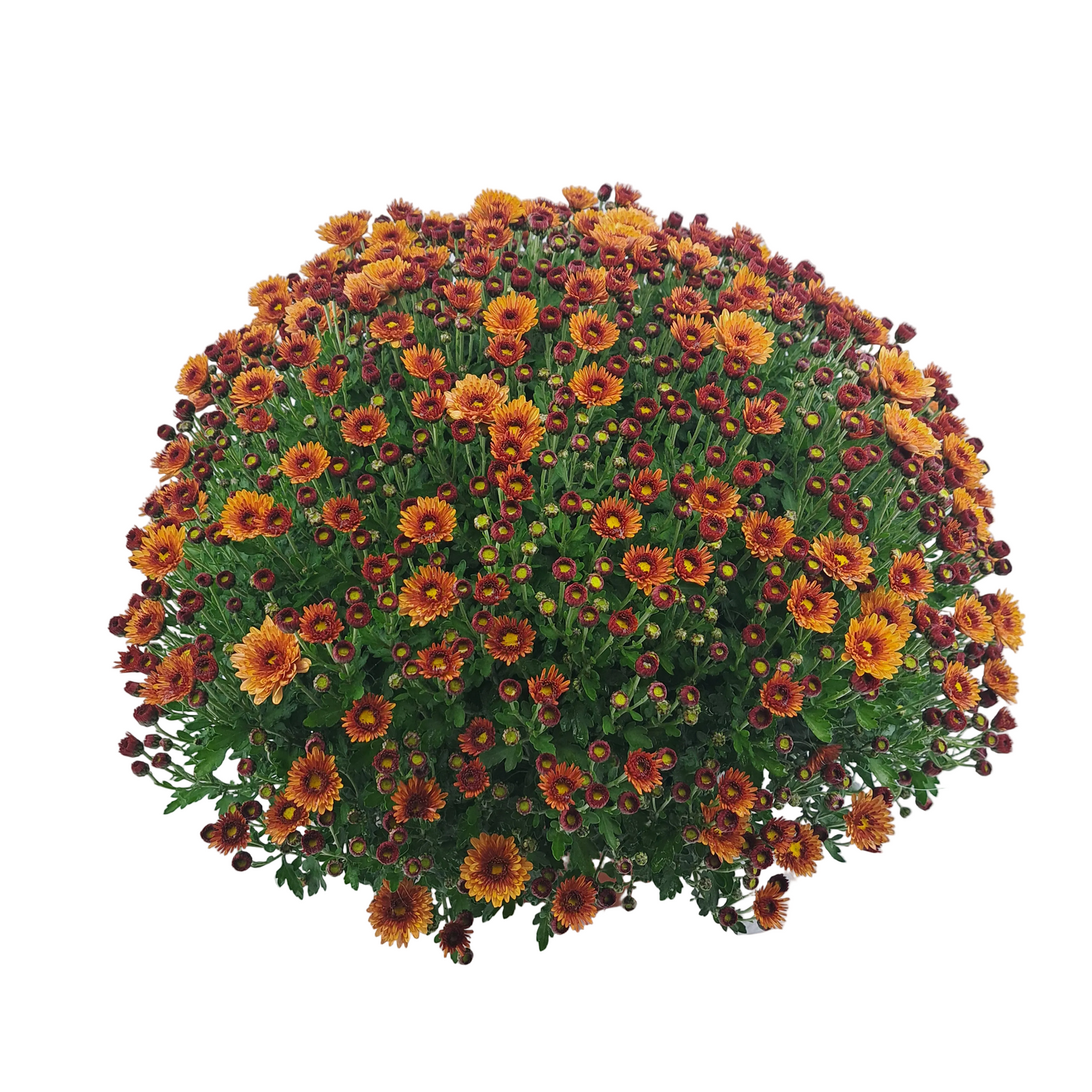 Slovenská chryzantéma 50cm - Oranžová s očkom