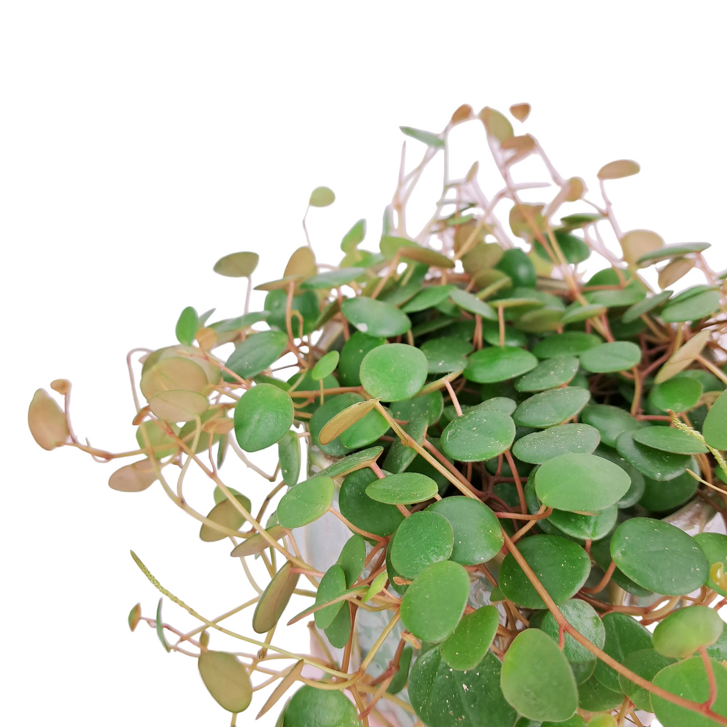 Peperomia rotundifolia 'Pepperspot'