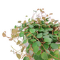 Peperomia rotundifolia 'Pepperspot'