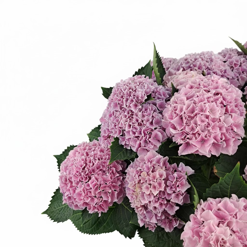 Veľká hortenzia - Pink Renesance 45cm