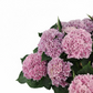 Veľká hortenzia - Pink Renesance 45cm