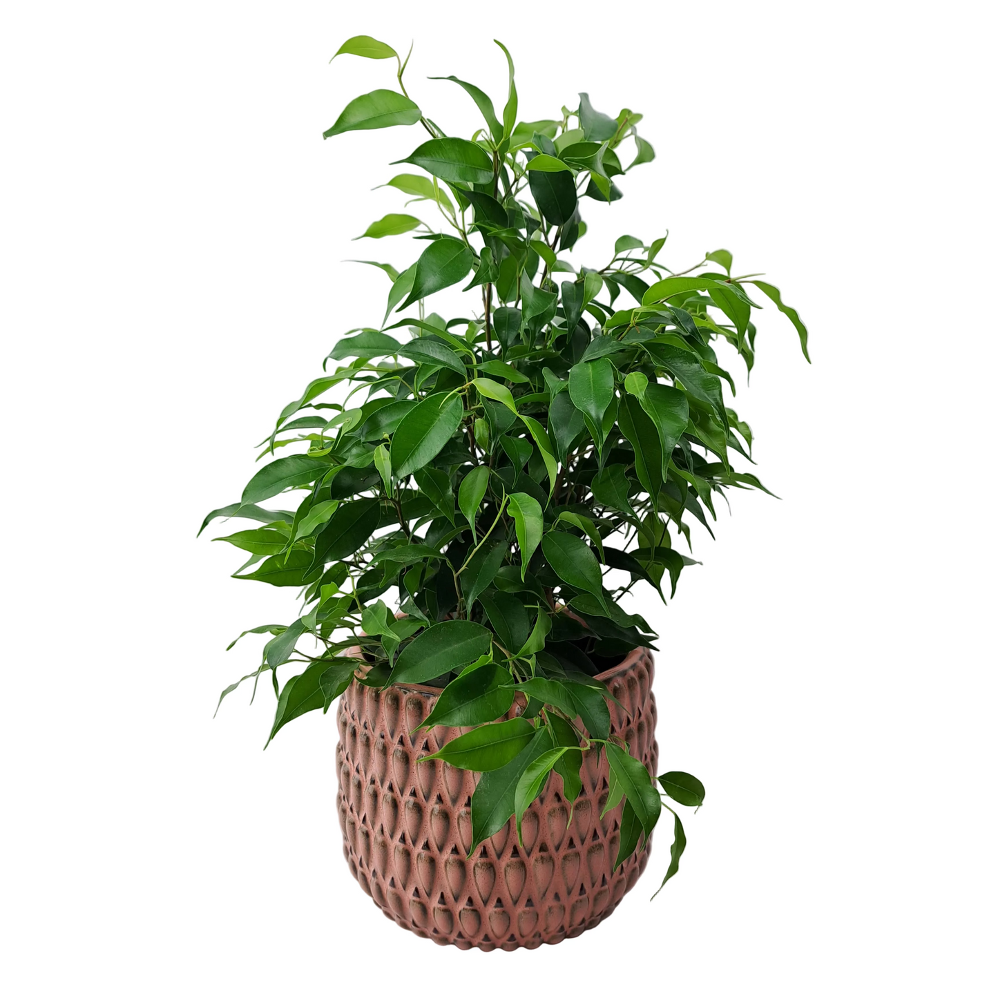 Ficus benjamina 35 cm